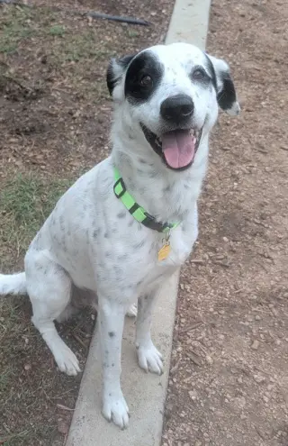 PATCHES