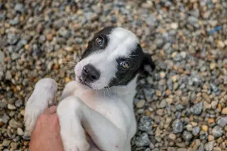 Bob