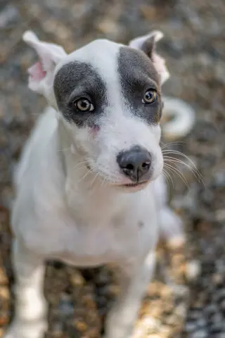 Billy