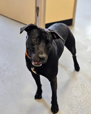 Max- In Foster
