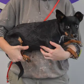 Holi