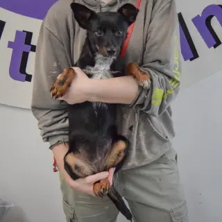 Holi