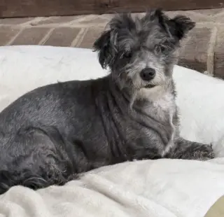 Maude