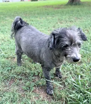 Maude