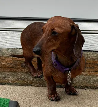 Hazel
