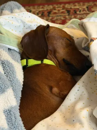 Hazel