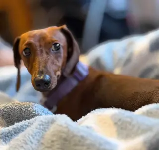 Hazel