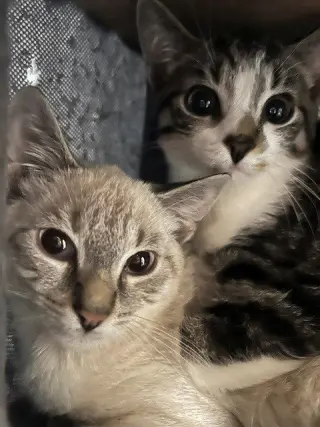 Tequila
