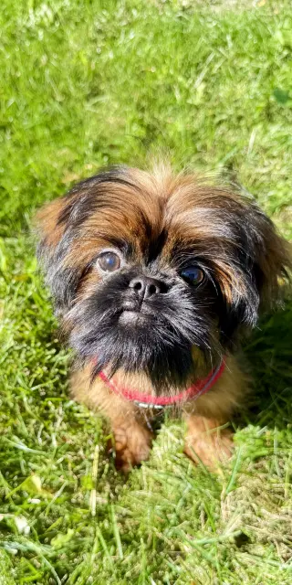 Cookie the Shiffon