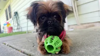 Cookie the Shiffon