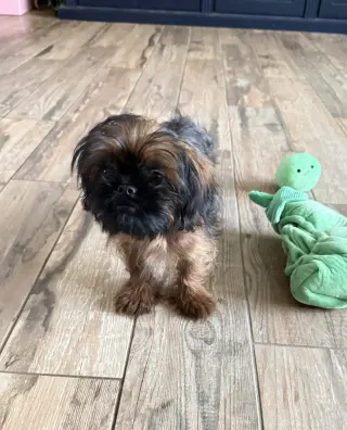 Cookie the Shiffon