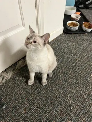Gin