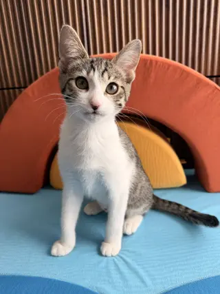 Sugar