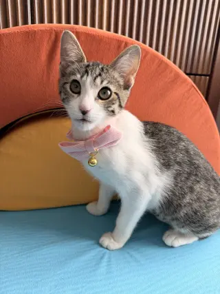 Sugar