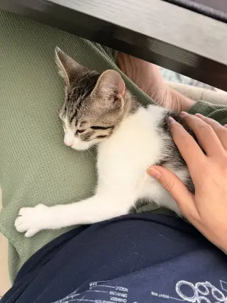 Sugar