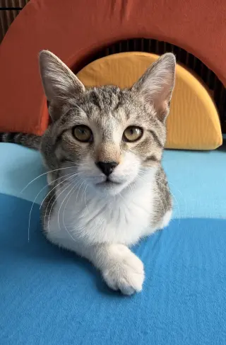 Fuzz