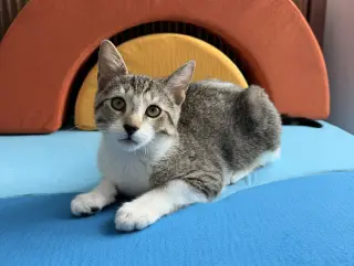 Fuzz