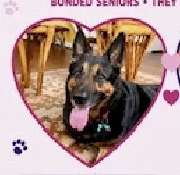 Rocky Urgently needs foster or adopter