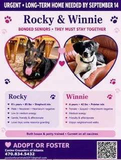 Rocky Urgently needs foster or adopter
