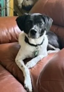 Winnie Urgently needs foster or adopter