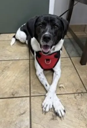 Winnie Urgently needs foster or adopter