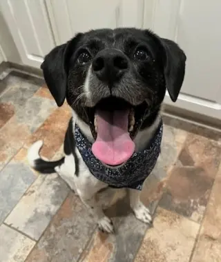 Winnie Urgently needs foster or adopter