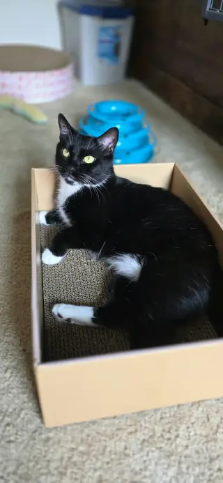 Rebel