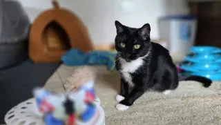 Rebel