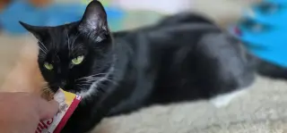 Rebel