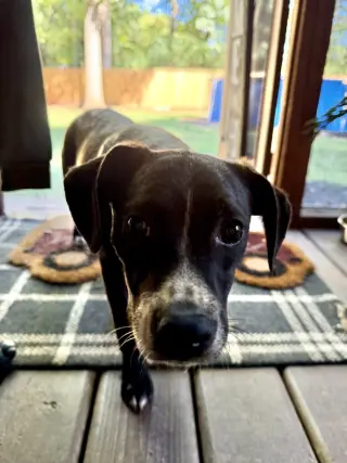 Pip