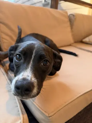 Pip