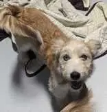 Stella