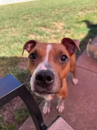 Toastie