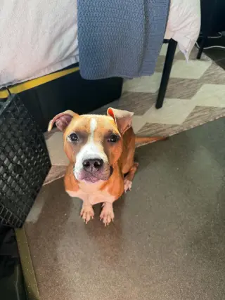 Toastie