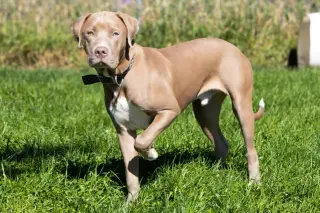 Lefty (adoption pending)