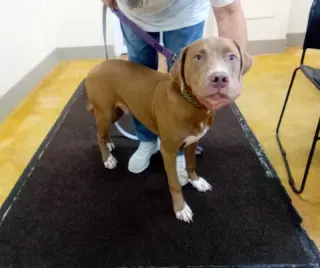Lefty (adoption pending)