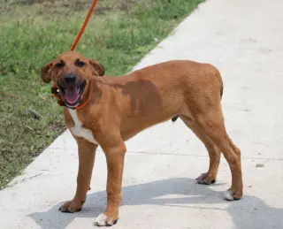 Rolls