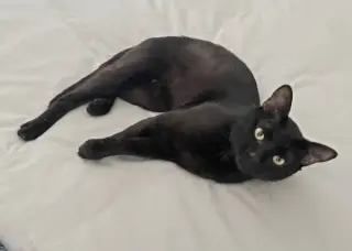 Mojo