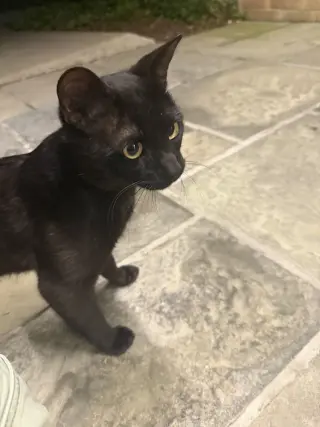Mojo