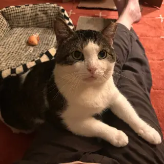 Meatball