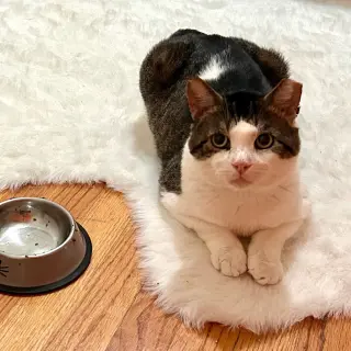 Meatball