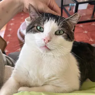 Meatball