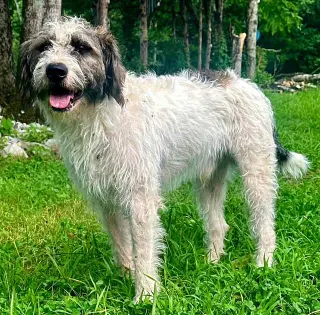 RUGER