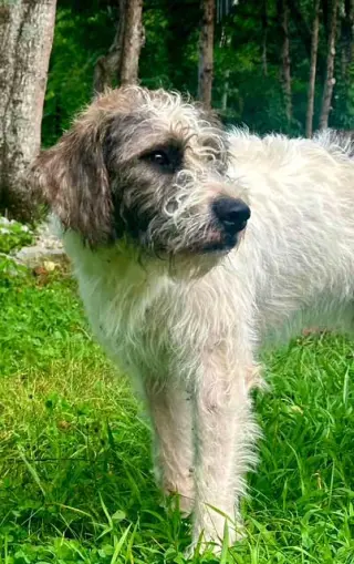 RUGER