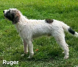 RUGER