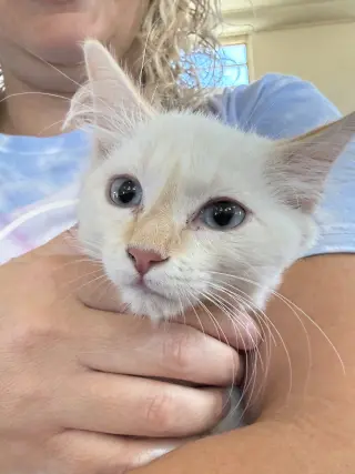 Phoebe ( EE)