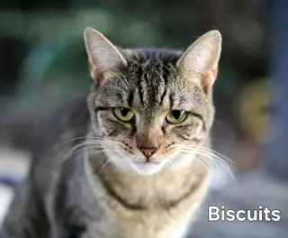 Biscuit