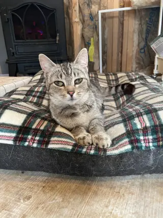 Biscuit