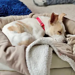 Taco