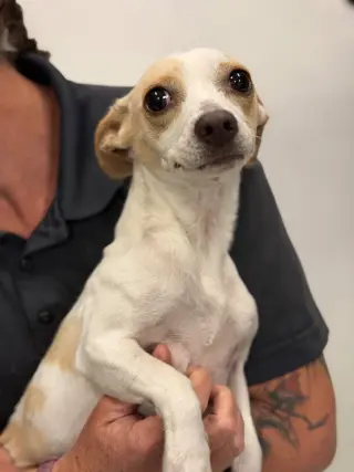 Taco